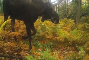 Moose seen on the Eastern Trail